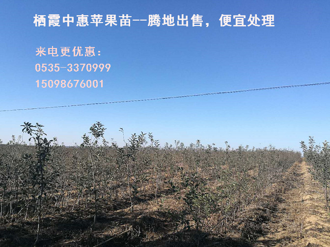 怎么種植矮砧蘋果苗木？